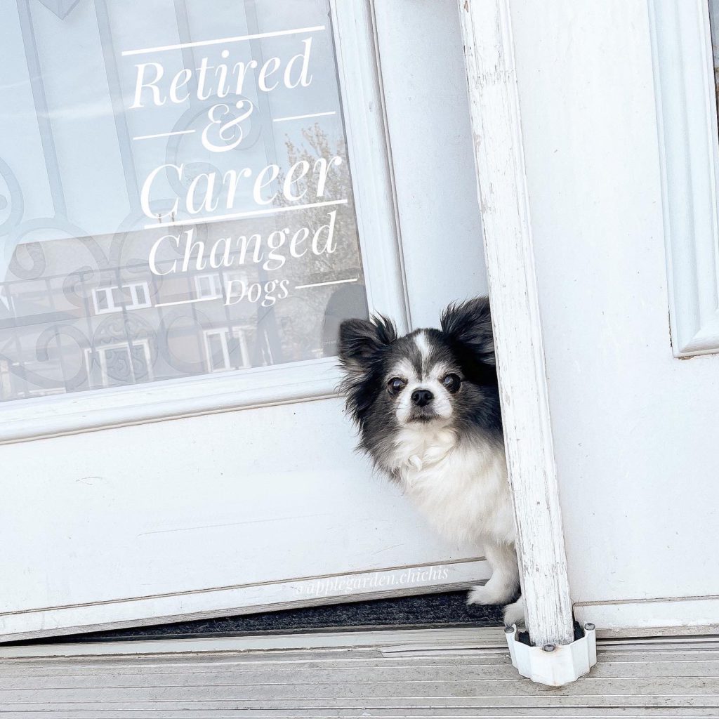 black and white chihuahua peaking out of front door. Title of the article printed on the door